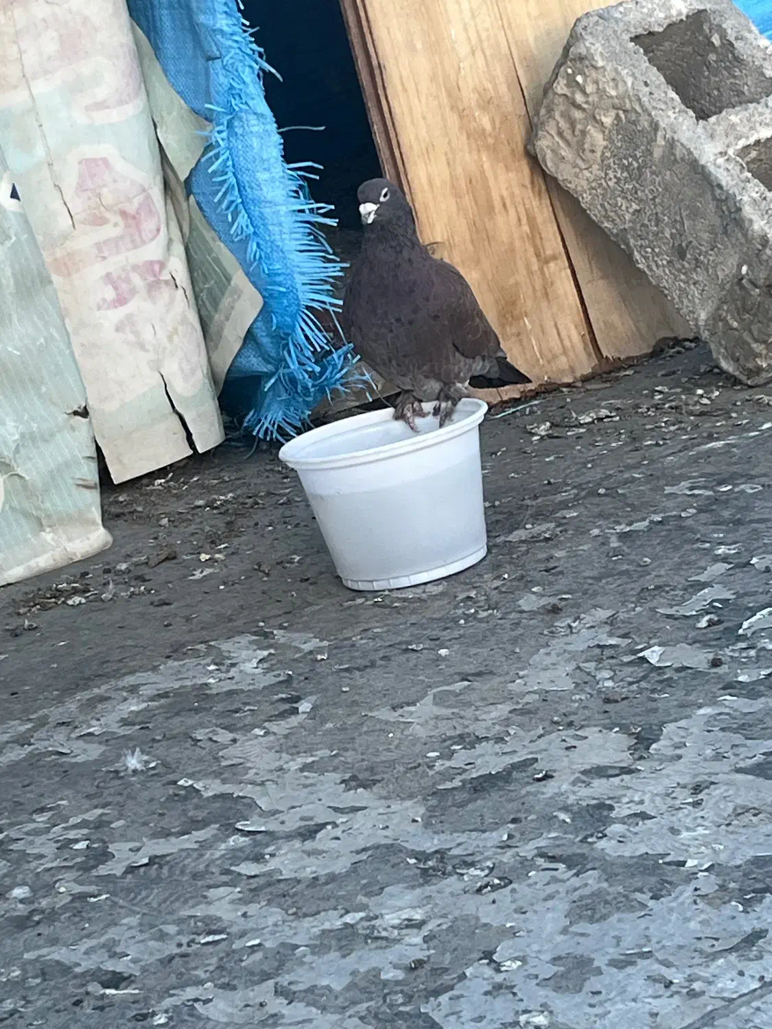 گلی نر|پرنده|کرمان, |دیوار