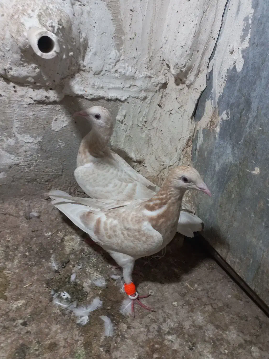 ۲عددزرد هفت رنگ مغلف خطی|پرنده|قزوین, |دیوار