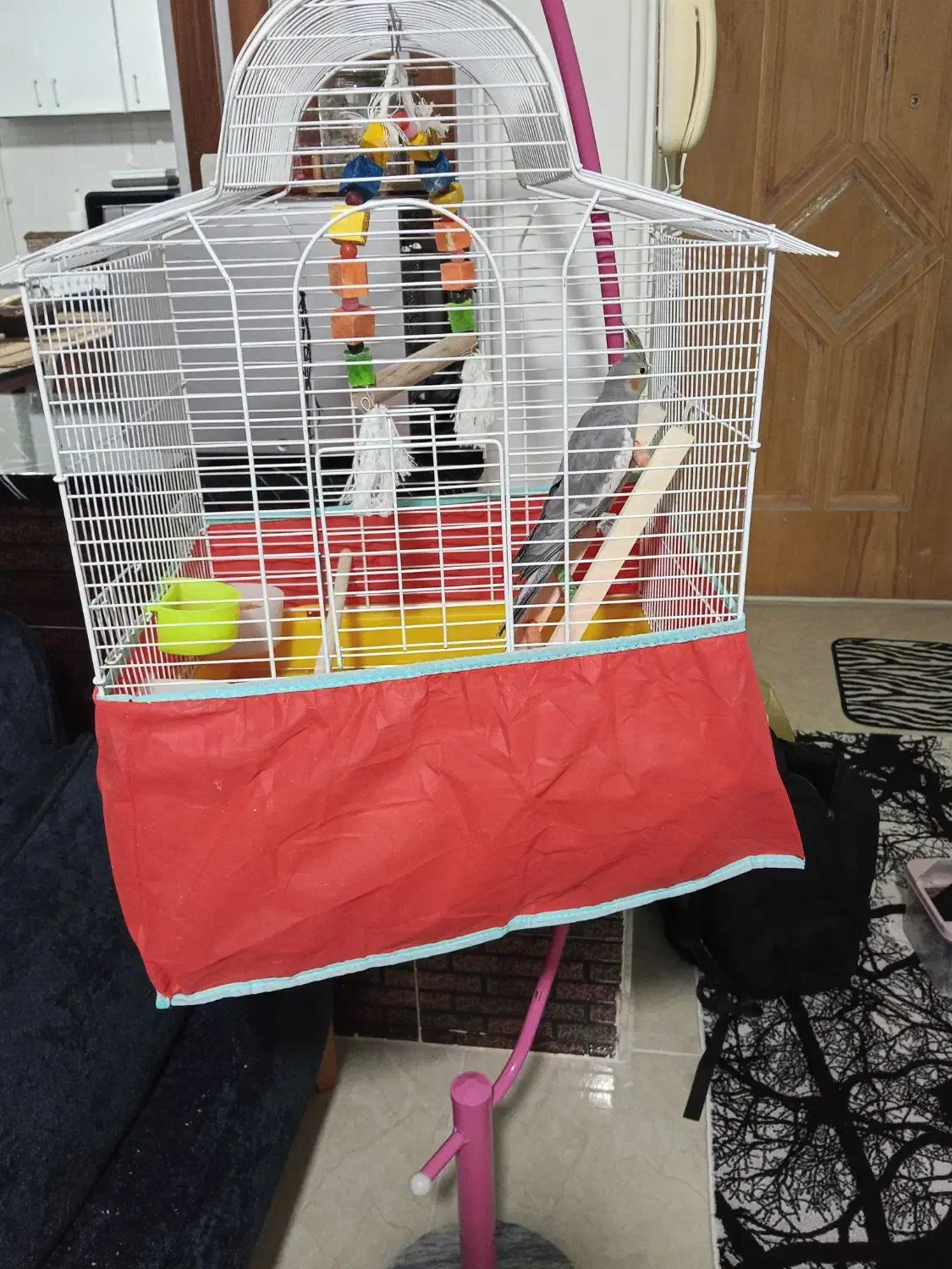 عروس هلندی|پرنده|نطنز, |دیوار