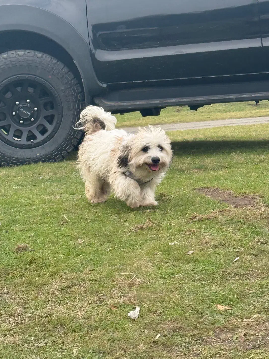 سگ شیتزو|سگ|آستارا, |دیوار