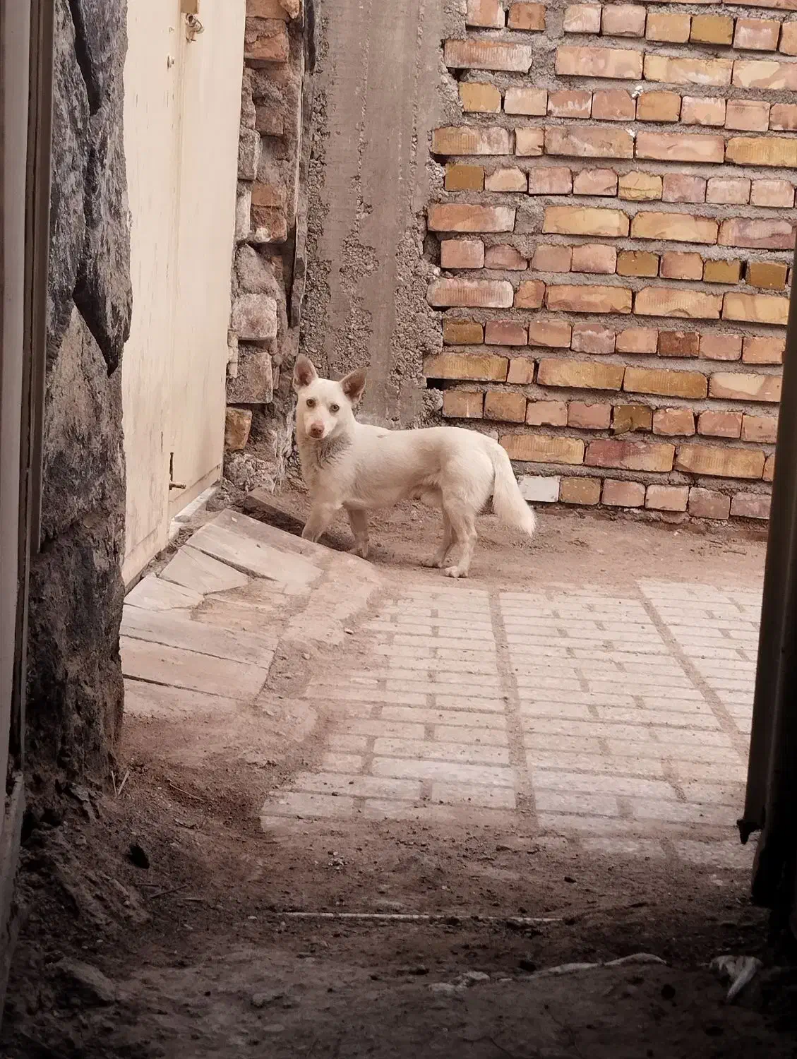 پاپی|سگ|تربت جام, یحیی آباد|دیوار