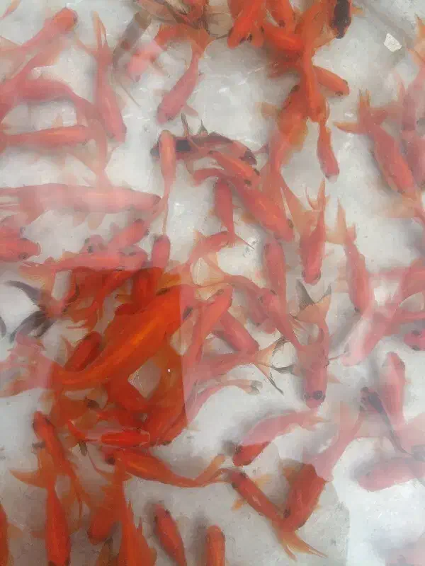 ماهی قرمز|ماهی|یزد, |دیوار