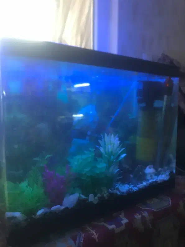 اکواریوم با تمام لوازم و ۲۰ تا ماهی|ماهی|مشهد, آزادشهر|دیوار