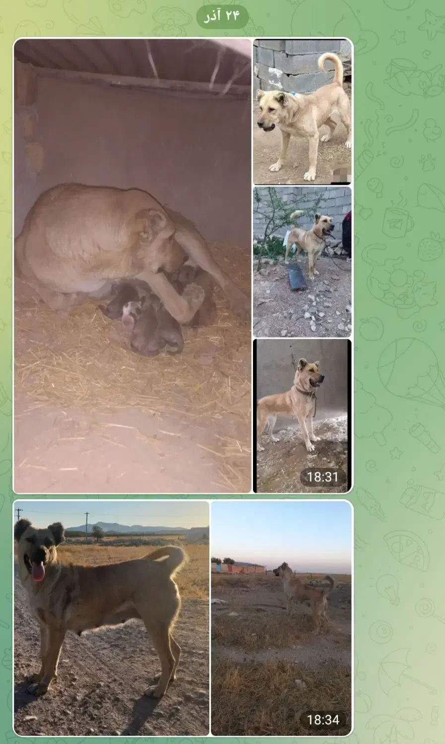 سراب|سگ|رزن, |دیوار