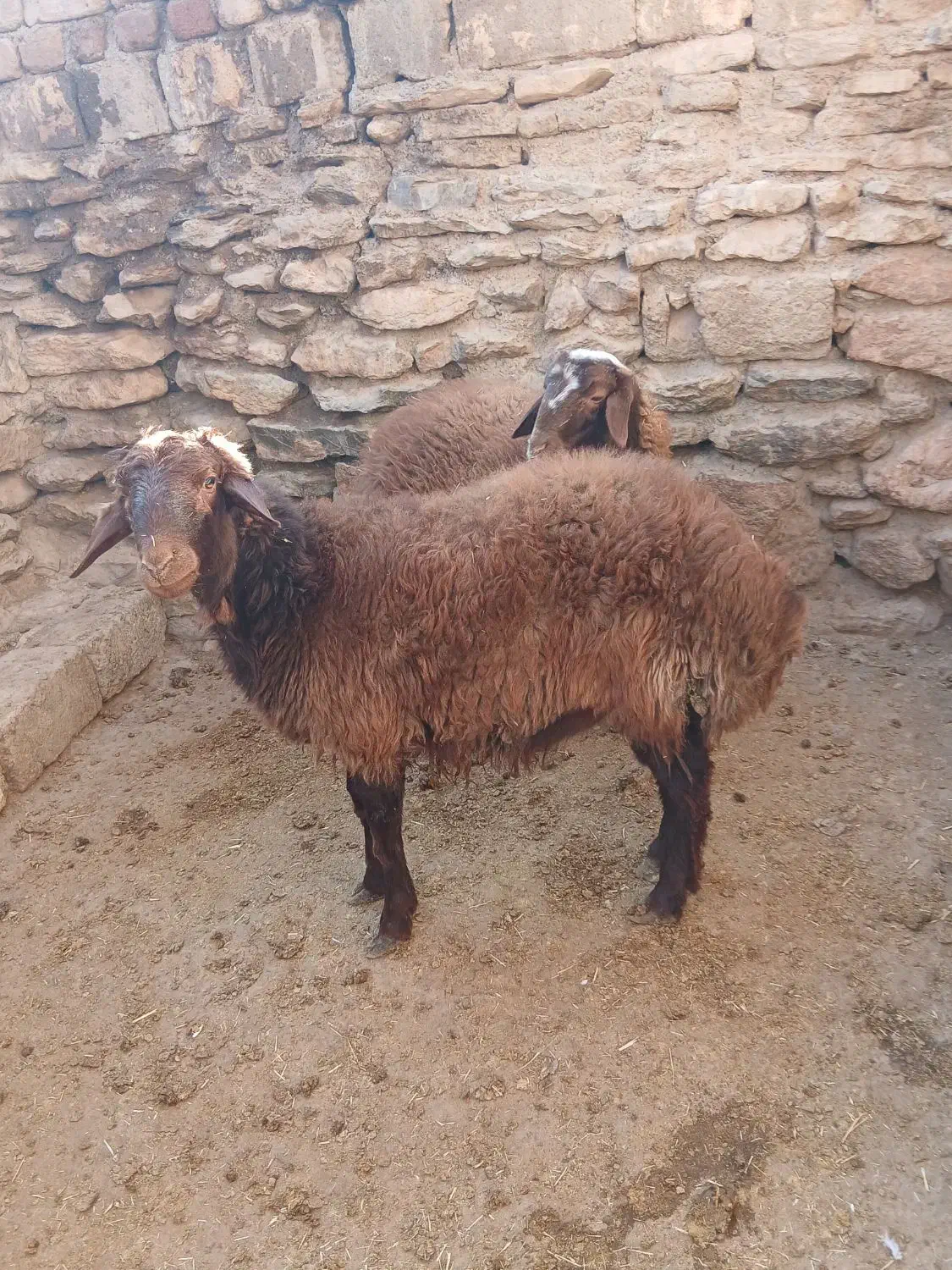 بره|حیوانات مزرعه|کنگاور, |دیوار