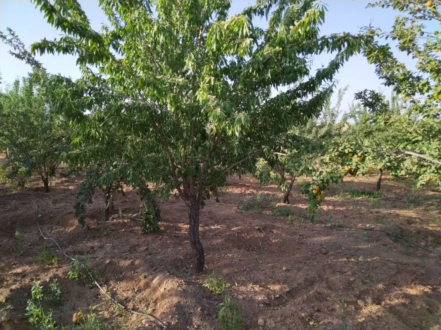 فروش باغ بادام ۲۰۰۰۰متری|فروش زمین و ملک کلنگی|بن, |دیوار