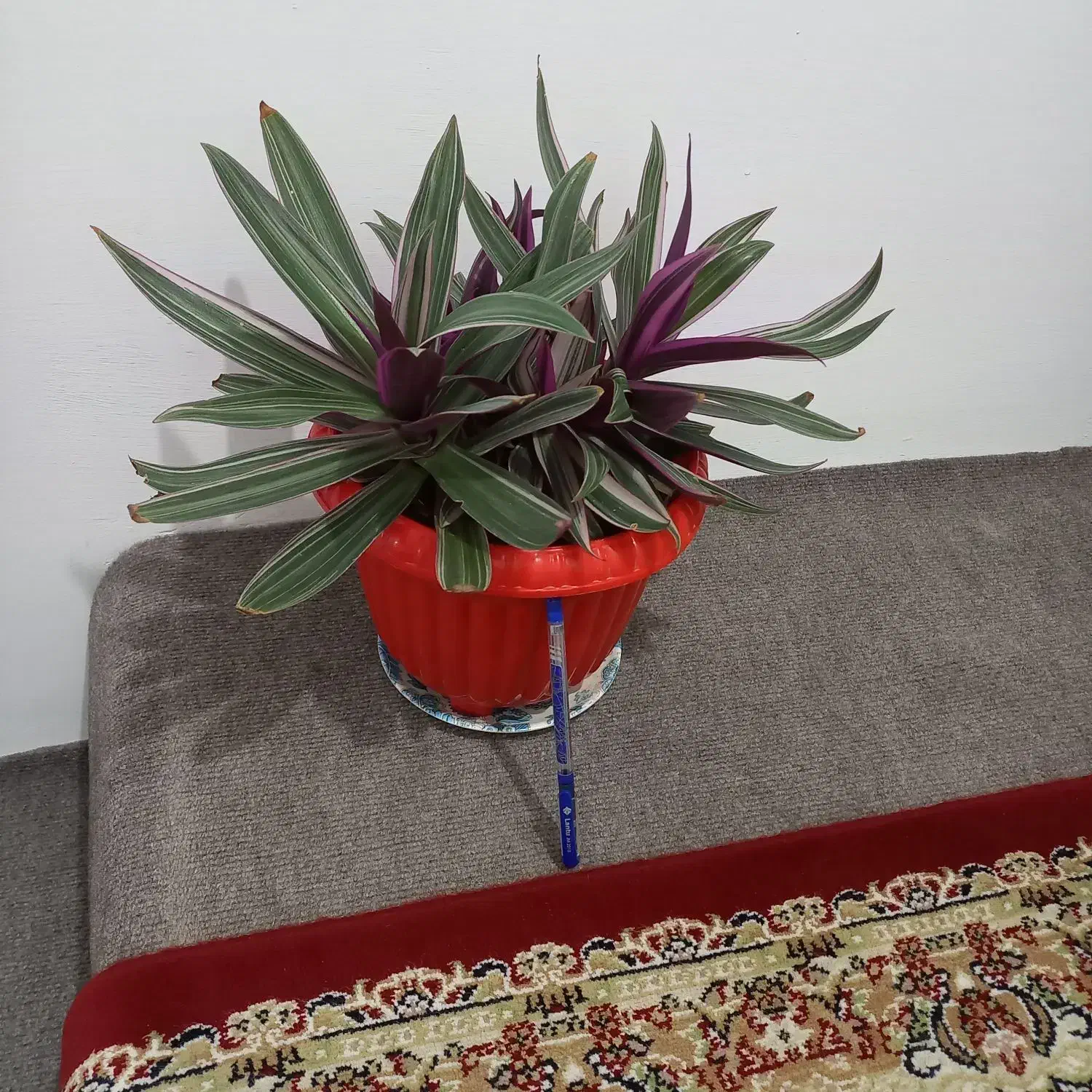 تعدادی گل|گل و گیاه طبیعی|ارومیه, |دیوار