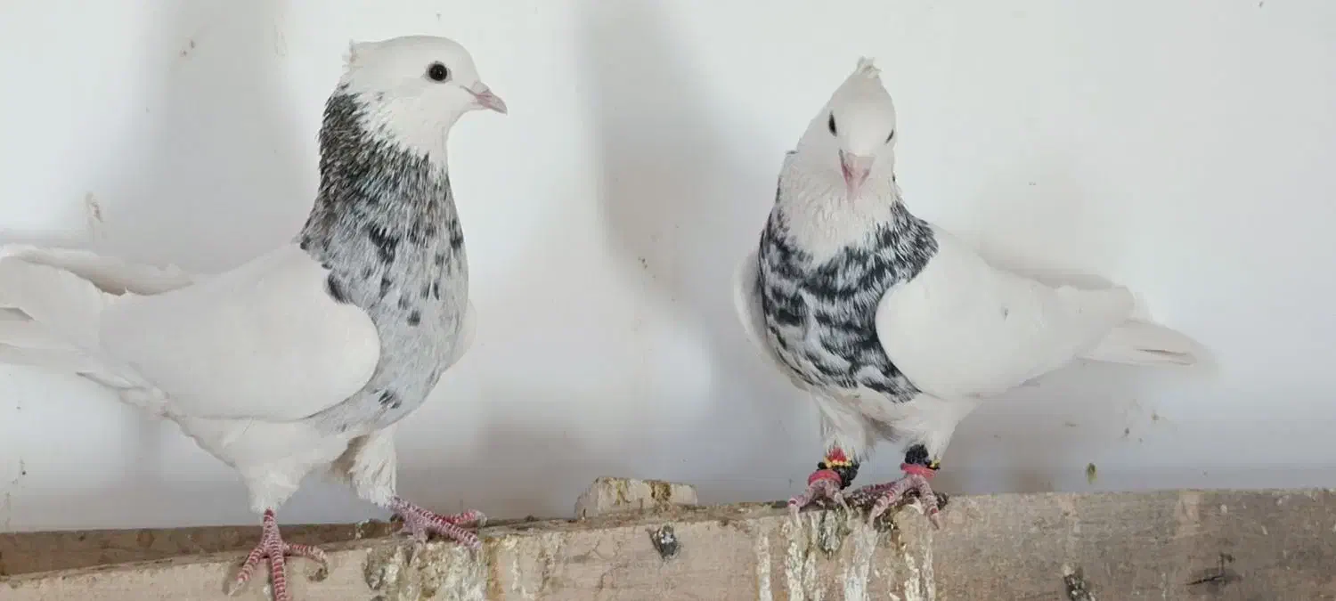 ۲ عدد طوقی سور هفت رنگ خوشگل کلاه میخ پریده|پرنده|رفسنجان, |دیوار