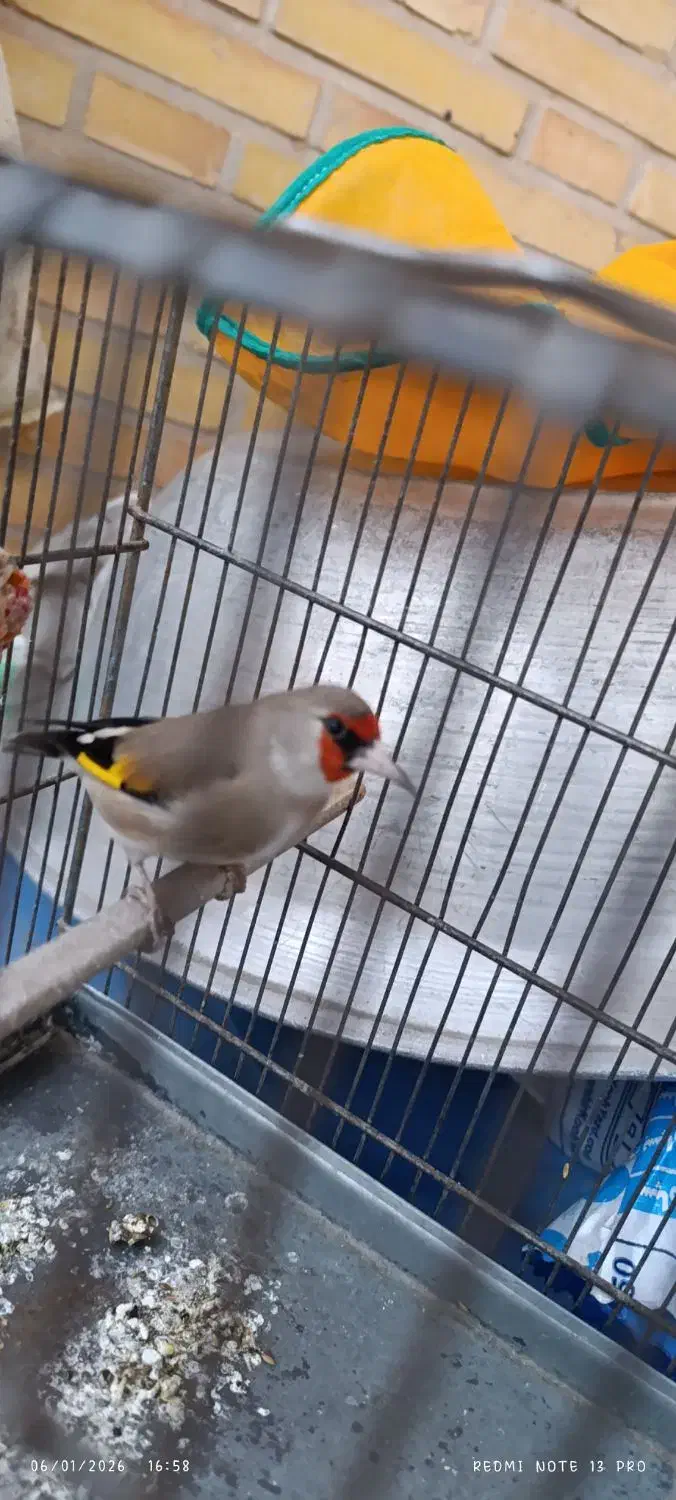 سهره دورگ استوره|پرنده|کرمان, |دیوار