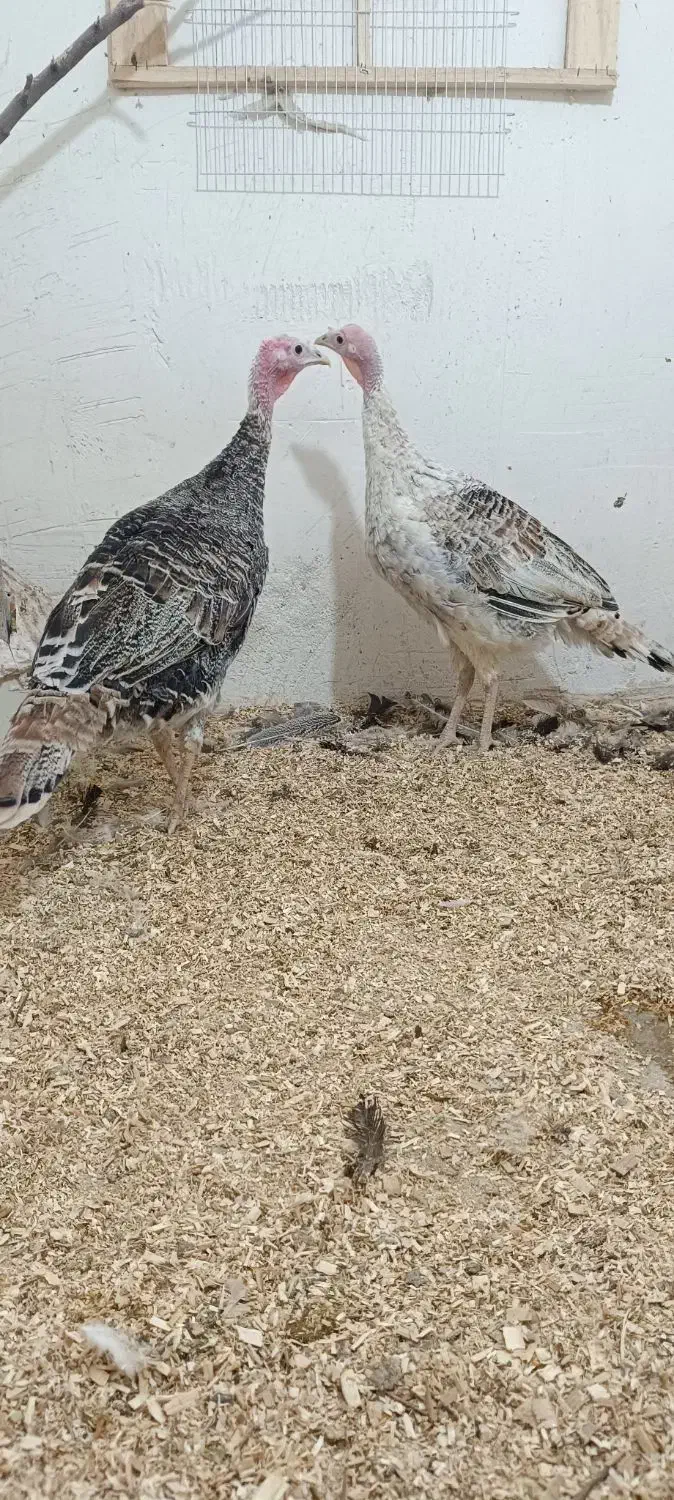 بوقلمون|حیوانات مزرعه|نورآباد, |دیوار