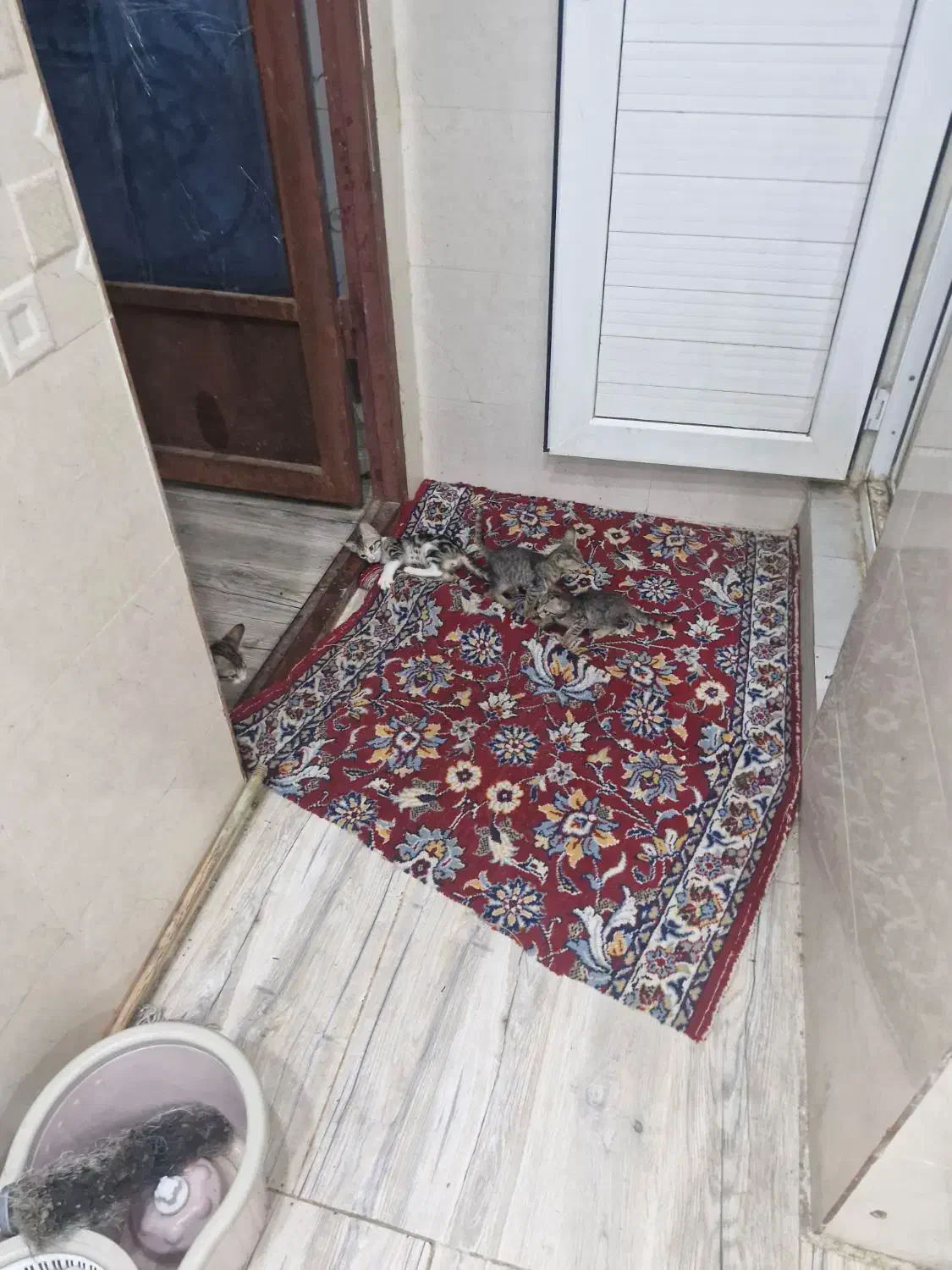 واگذاری رایگان ۶بچه گربه|گربه|بندر امام خمینی, |دیوار