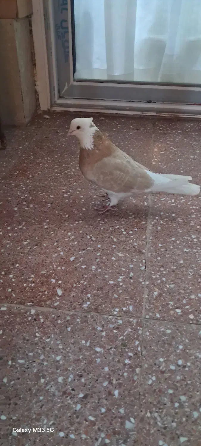 کبوتر|حیوانات|خمینی‌شهر, |دیوار