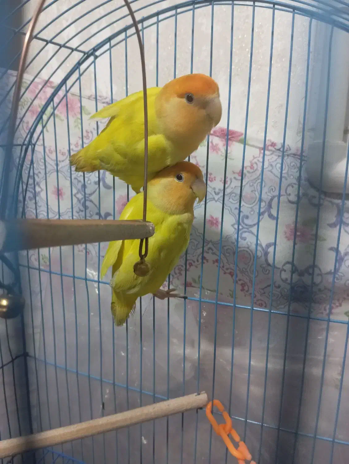 کوتوله اوپال|پرنده|شهرضا, |دیوار