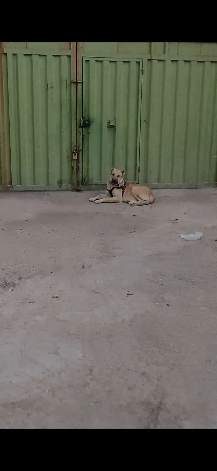 سگ سرابی|سگ|رباطکریم, شهرک صنعتی زوارهای|دیوار