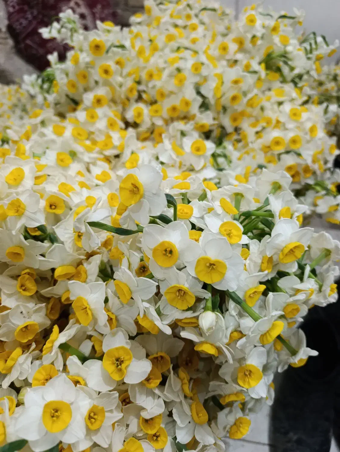 گل نرگس|گل و گیاه طبیعی|شیراز, شهرک مهرگان|دیوار