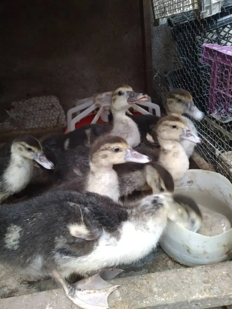جوجه اردک روسی|حیوانات مزرعه|آمل, |دیوار