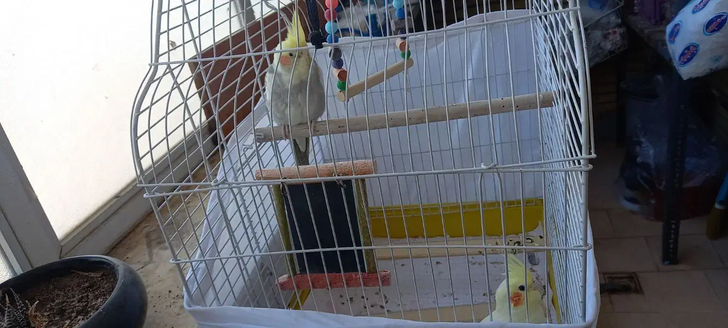 عروس هلندی و مرغ عشق|پرنده|قم, پردیسان|دیوار