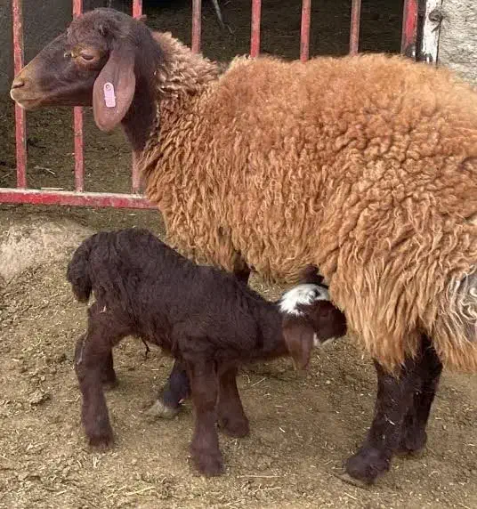 میش|حیوانات مزرعه|آبکوه, |دیوار