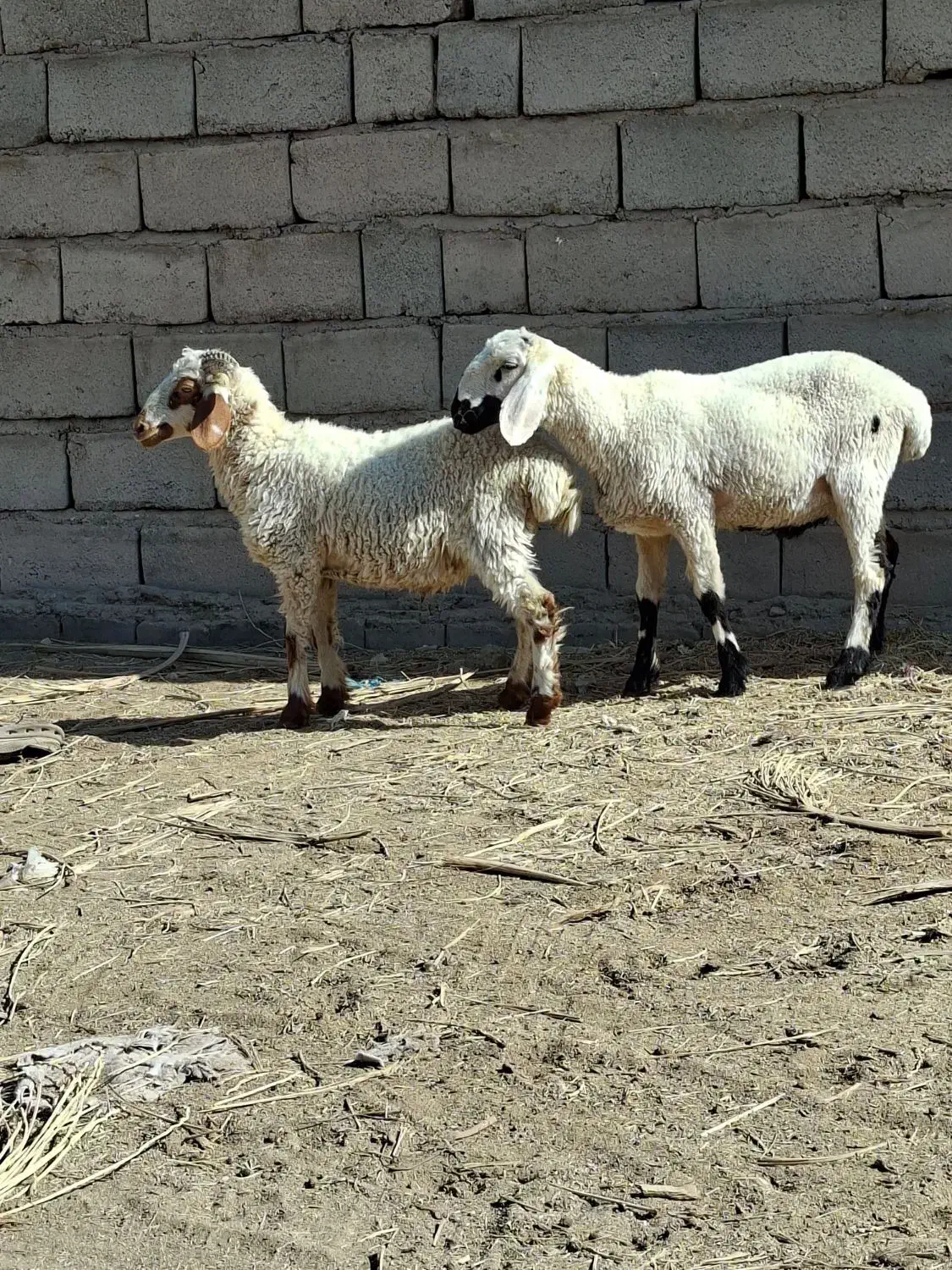 ۲عددبره نره|حیوانات مزرعه|بم, |دیوار