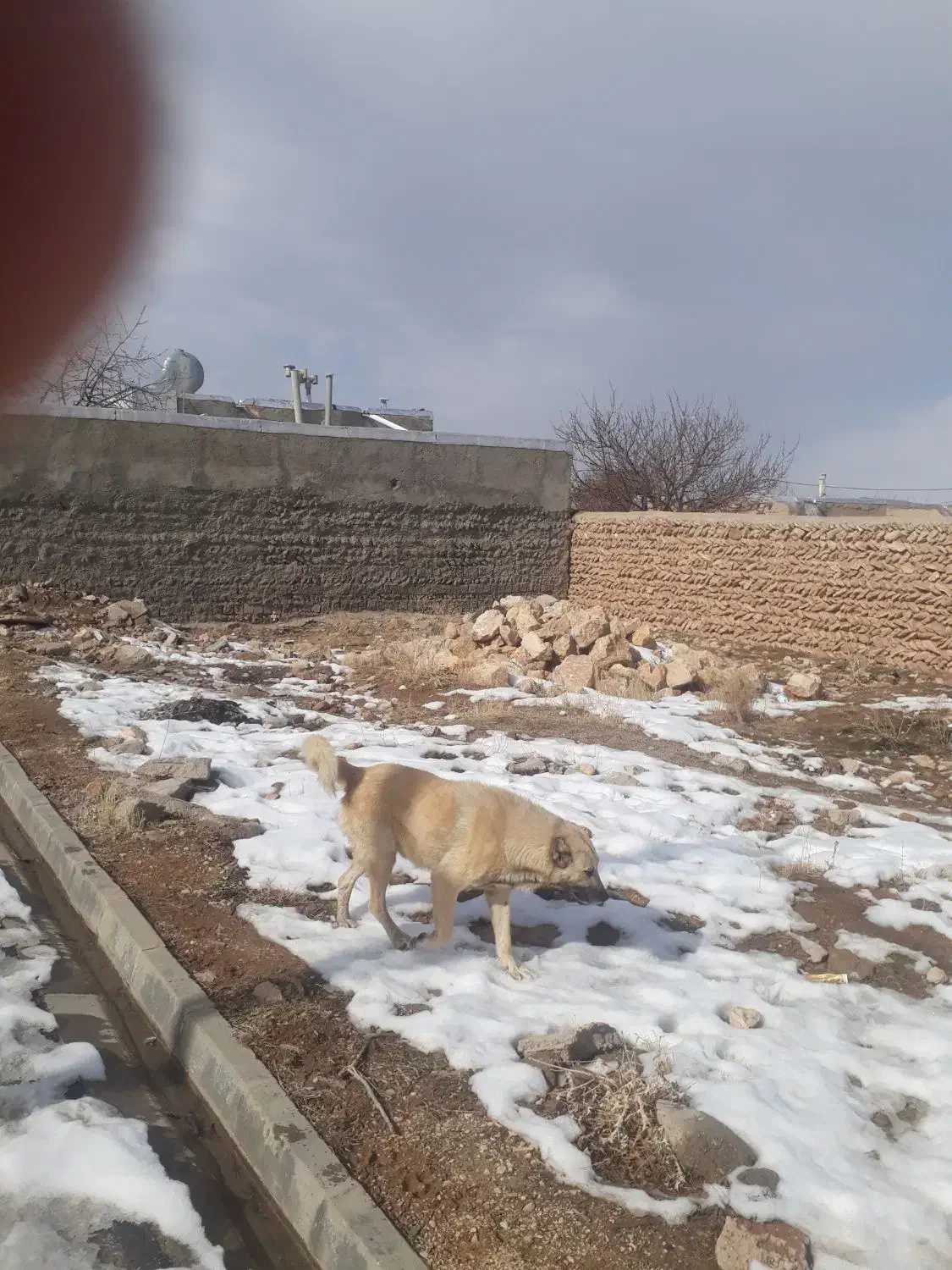 سگ گله|سگ|سجاس رود, |دیوار