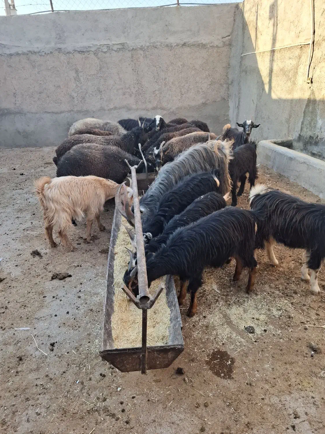 بزغاله و بره|حیوانات مزرعه|گرمسار, |دیوار