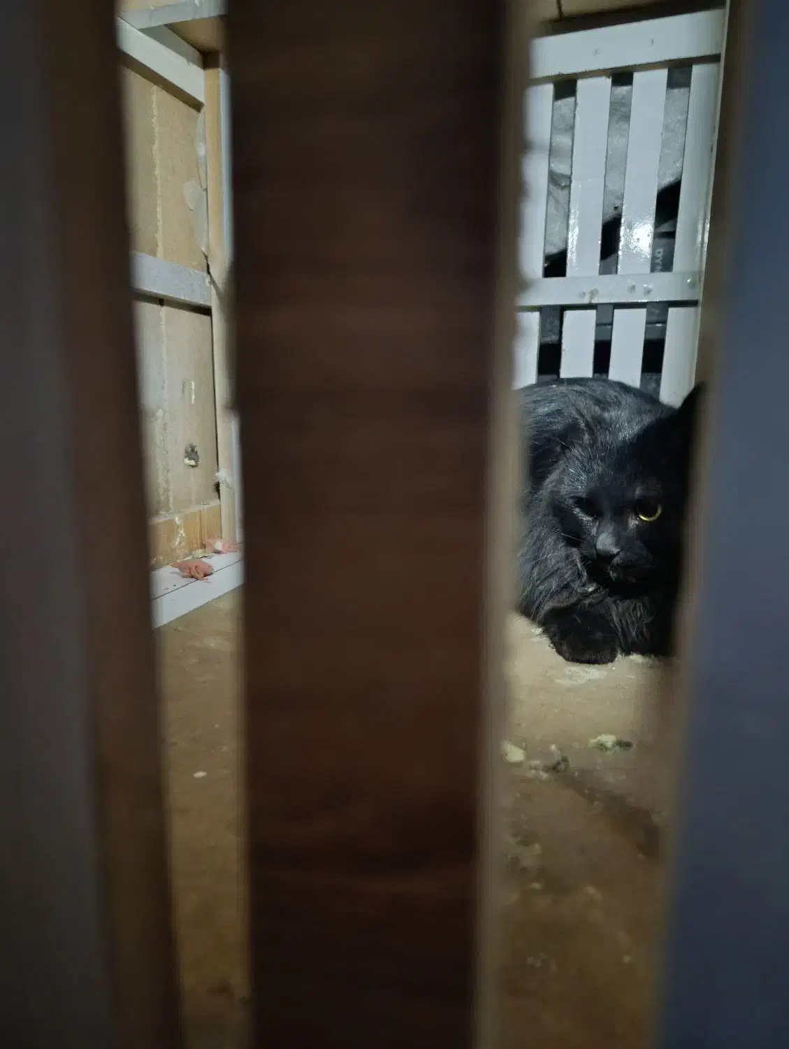 گربه پرشین اصل نر|گربه|مشهد, امام رضا (ع)|دیوار