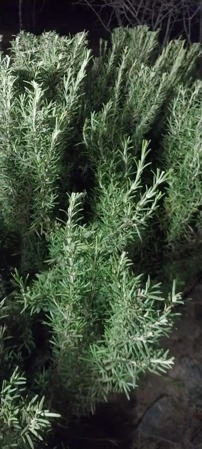 رزماری تازه|خوردنی و آشامیدنی|مود, |دیوار