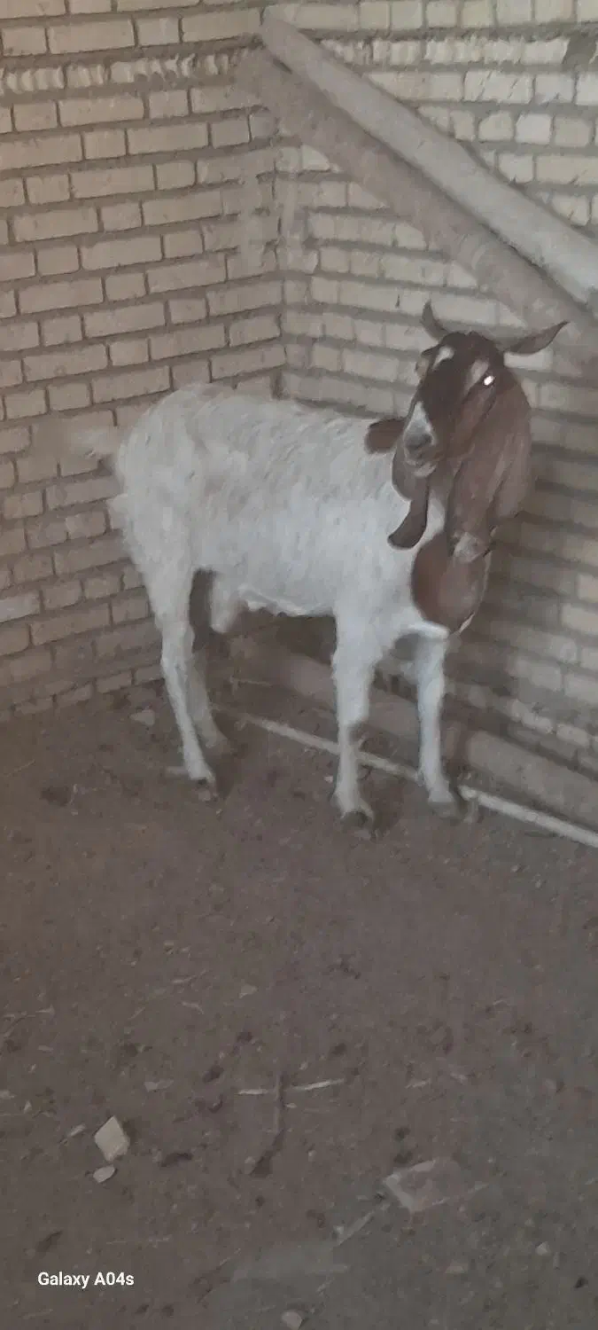 بز درشادگان|حیوانات مزرعه|شادگان, |دیوار