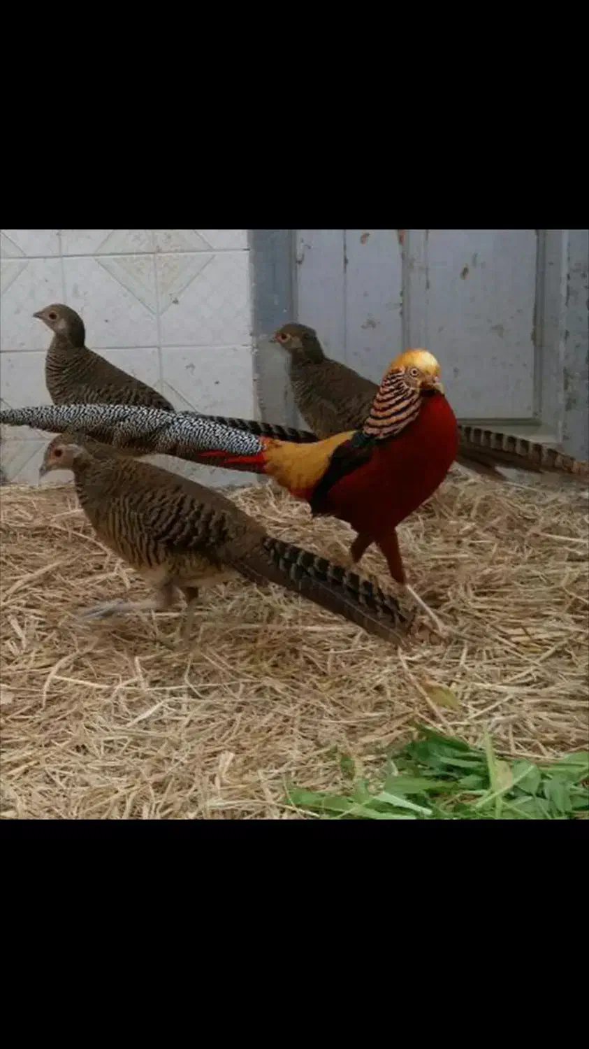 پرندگان زینتی با فرآورده های پر خواص|حیوانات مزرعه|مشهد, سجاد شهر|دیوار