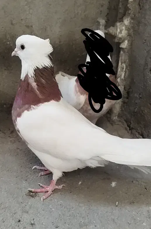 کفتر|پرنده|تربت جام, مولانا|دیوار