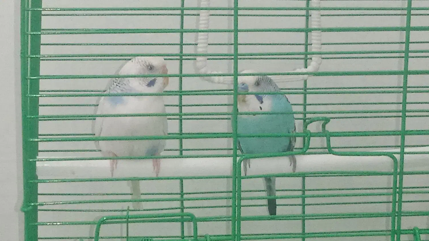 حیوان خانگی|پرنده|اردبیل, |دیوار