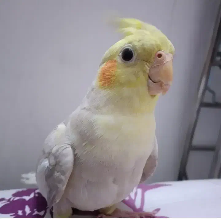 عروس هلندی|پرنده|تهران, هفده شهریور|دیوار