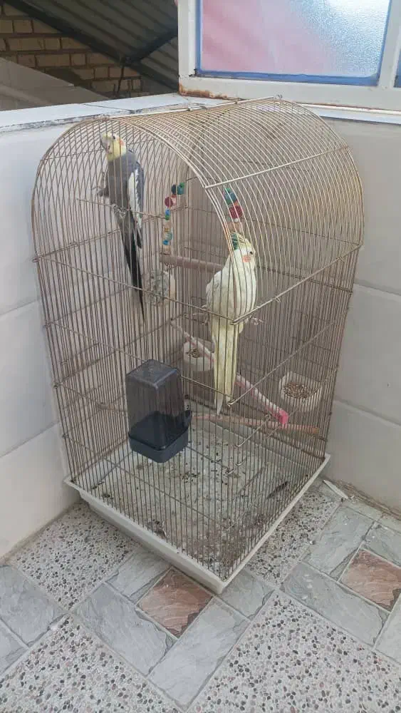 عروس هلندی|پرنده|رامهرمز, |دیوار