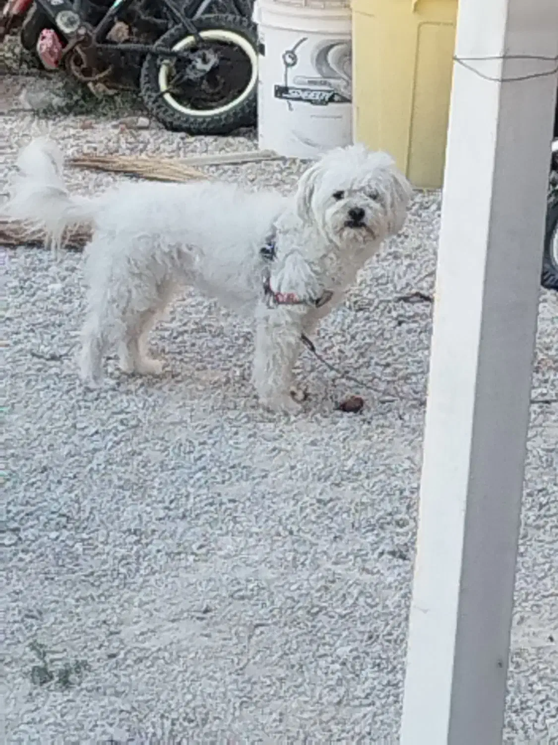 فروش سگ|سگ|برازجان, |دیوار