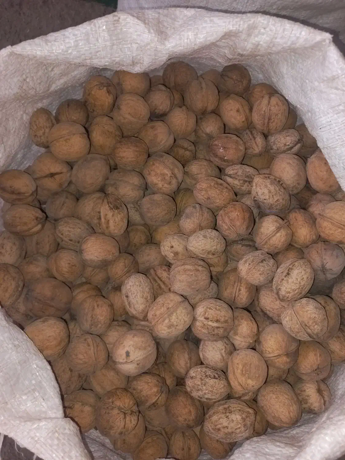 گردو مغز سفید اصل بدلان|خوردنی و آشامیدنی|خوی, |دیوار