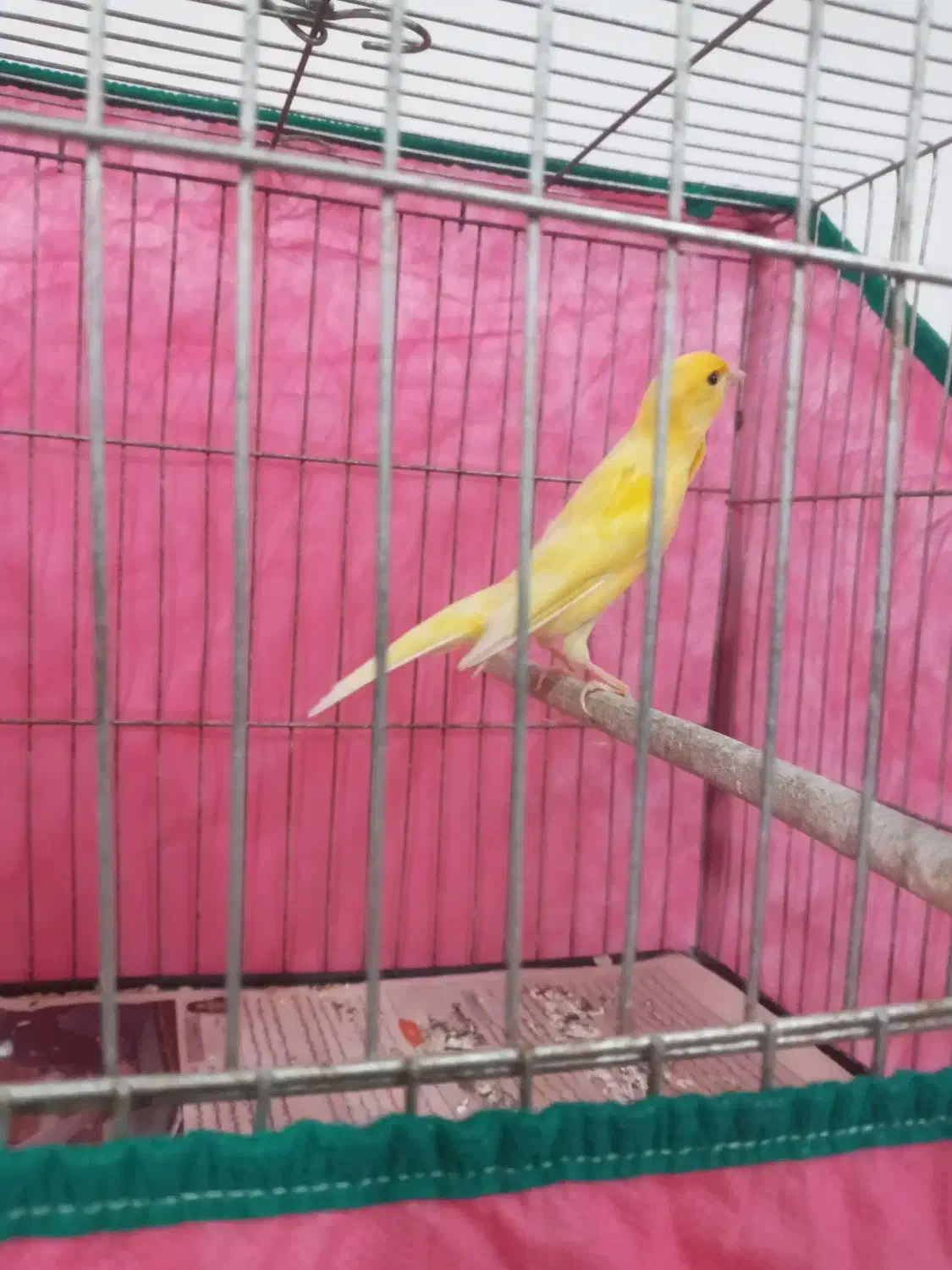 قناری نر مست|پرنده|رشت, اسماعیل آباد|دیوار