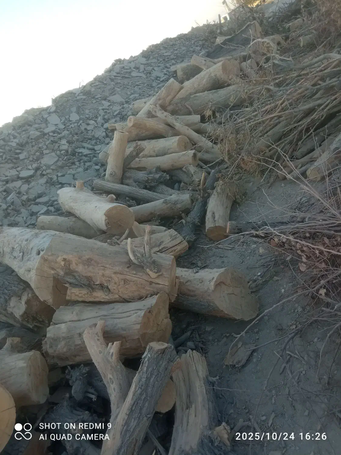 بزرگترین مرکز خرید و فروش  درخت و هرس|خدمات باغبانی و درختکاری|اسلام‌شهر, زرافشان|دیوار