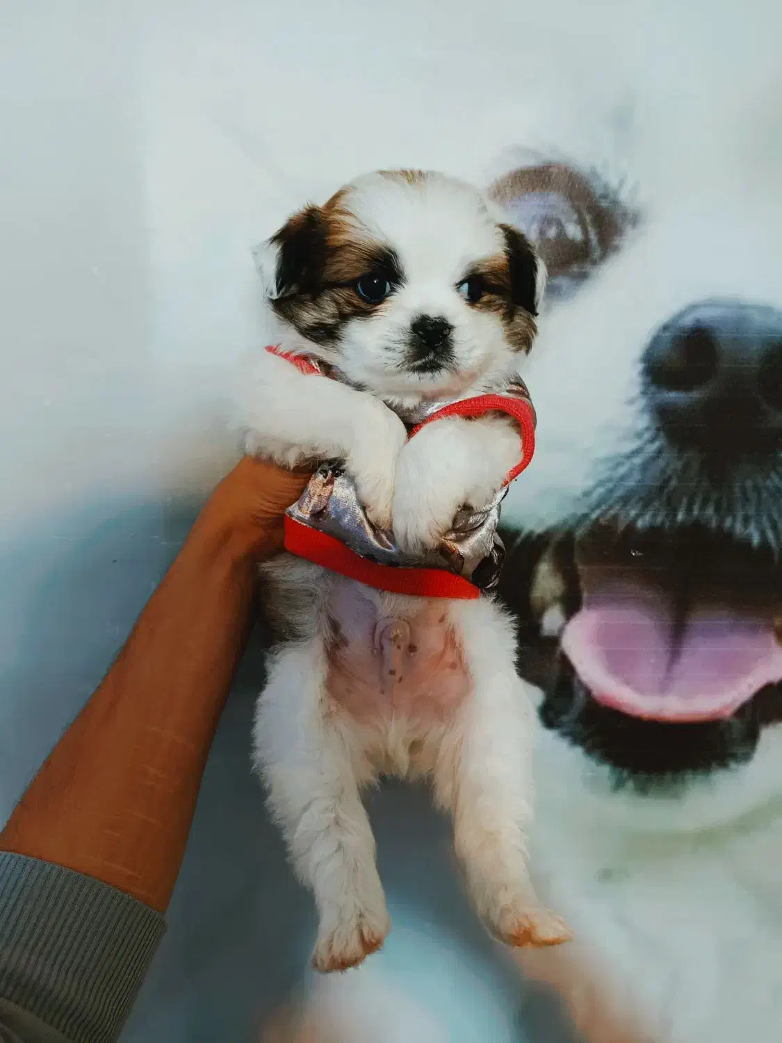 پامرین/مالتیز/شیتزو|سگ|اردبیل, |دیوار