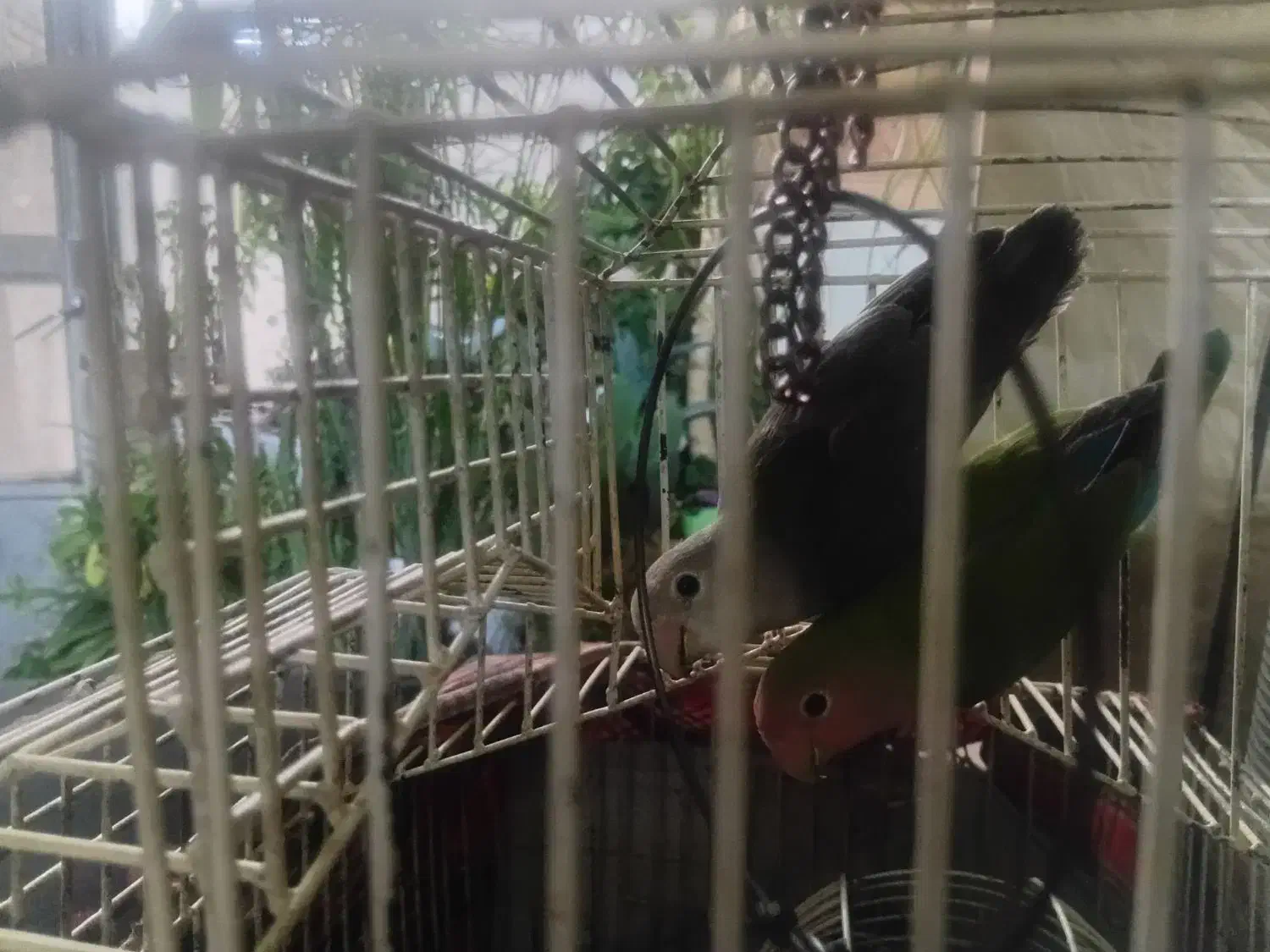 طوطی برزیلی|پرنده|همدان, |دیوار