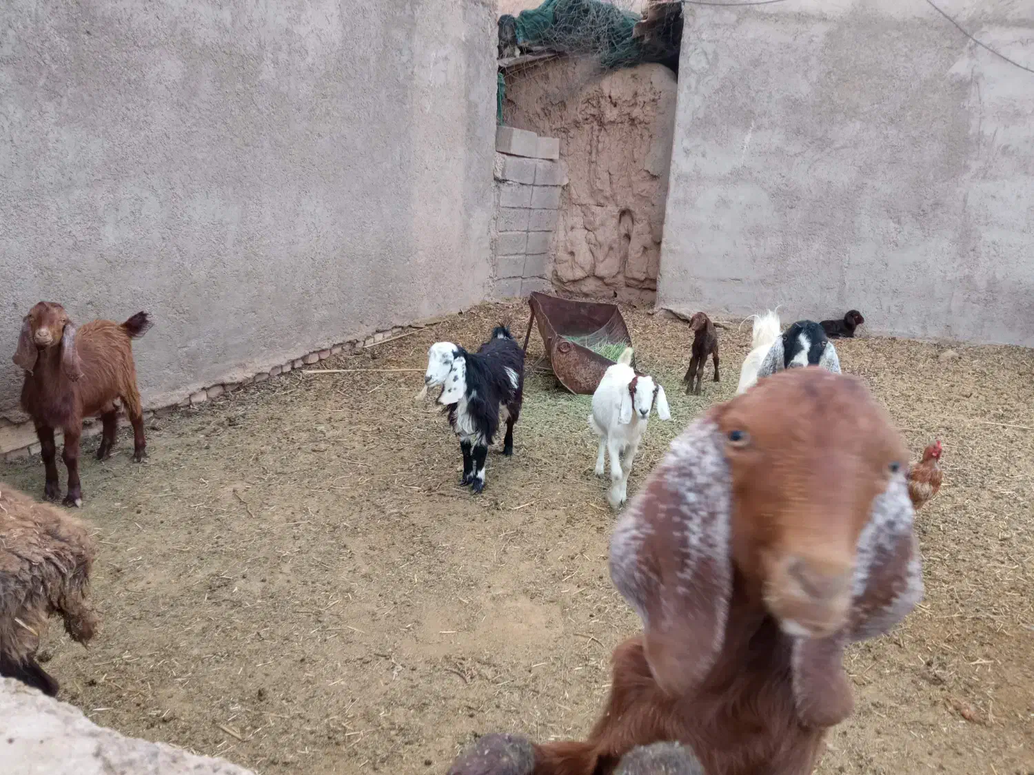 فروشبزغاله|حیوانات مزرعه|طبس, |دیوار