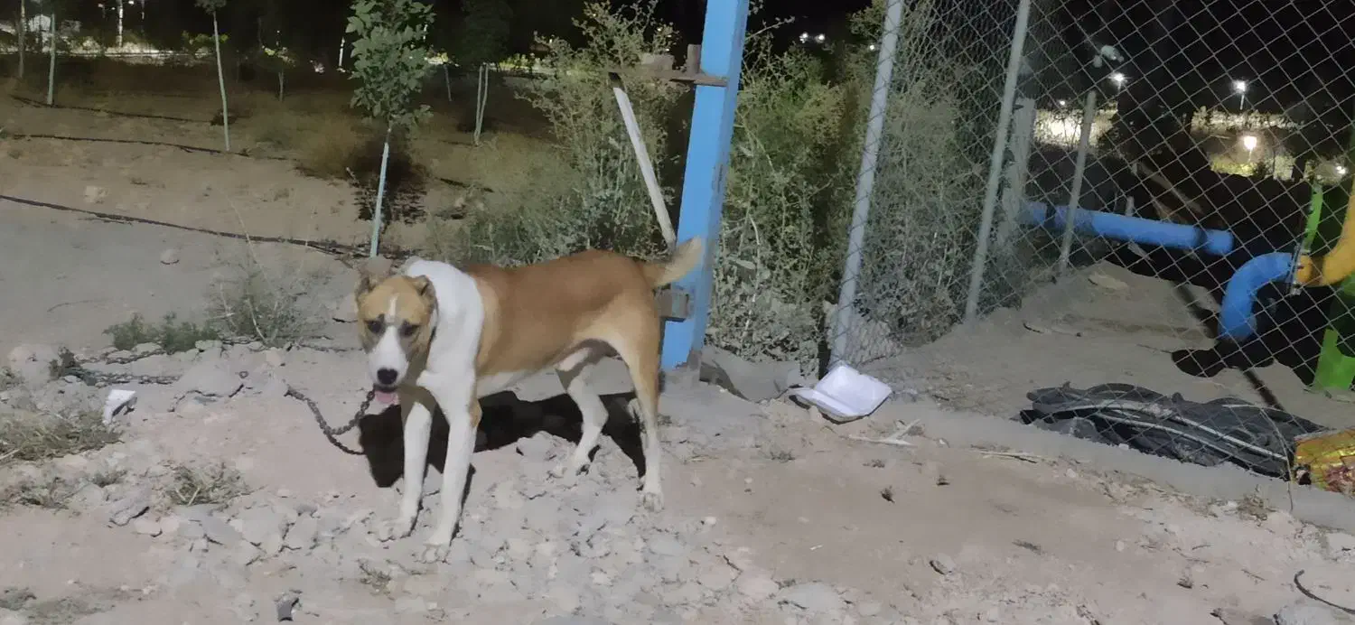 دورگه آلابای و سرابی|سگ|آبسرد, |دیوار