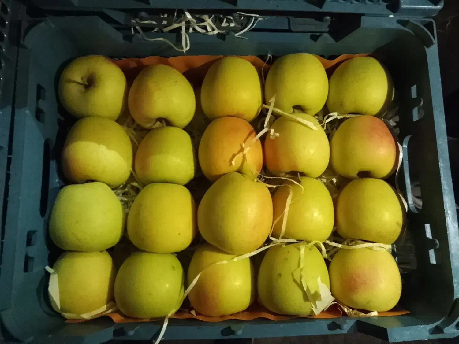 فروش سیب قرمز و زرد و سبز درجه ۱|خوردنی و آشامیدنی|قصابه, |دیوار