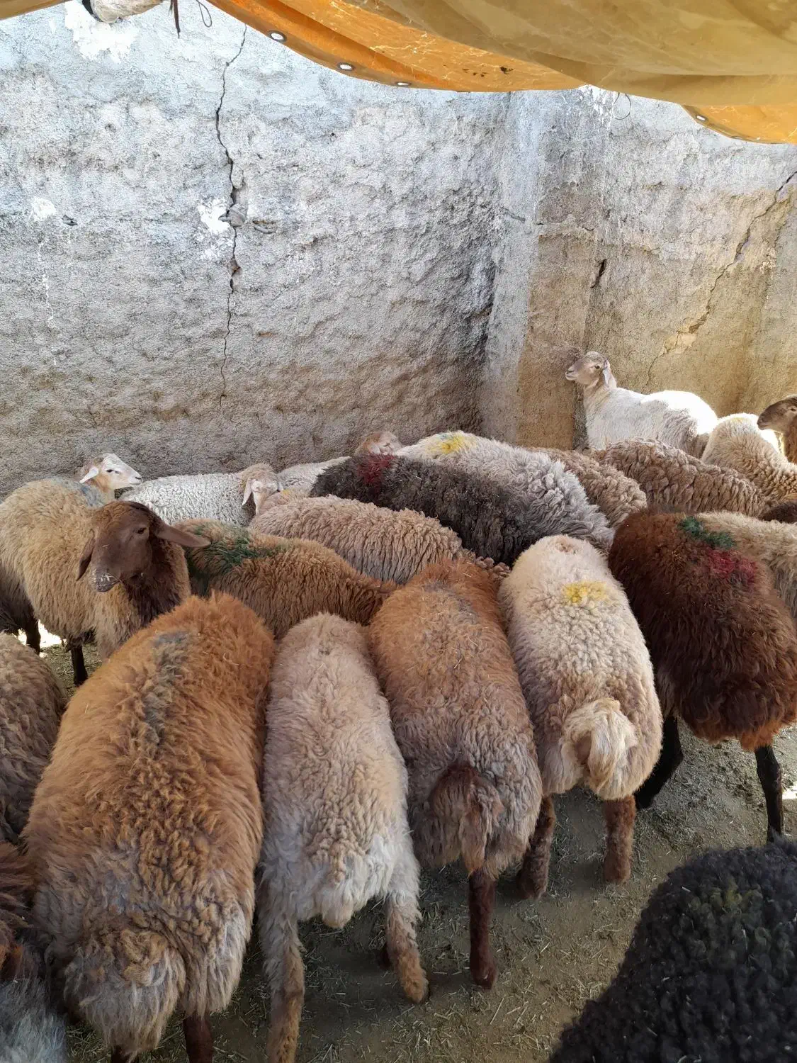 گوسفند زنده مغان افشار با قصاب مجرب شبانه روزی|حیوانات مزرعه|وحیدیه, |دیوار