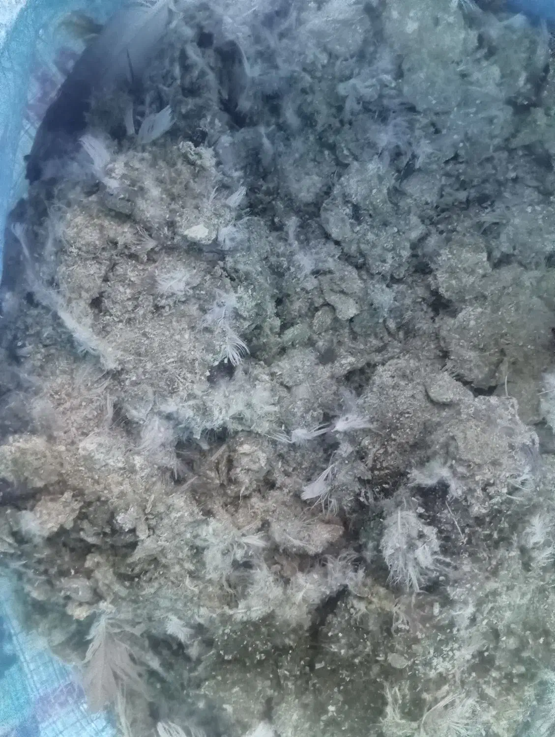 کود کفتر|گل و گیاه طبیعی|کاشمر, |دیوار