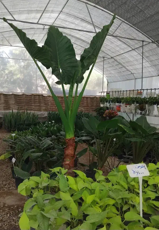 گلباغ نویان فروش انواع گل وگیاه|گل و گیاه طبیعی|خرمشهر, |دیوار