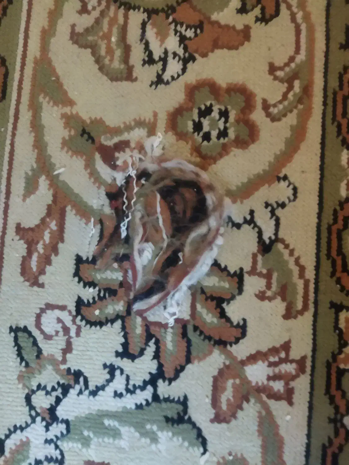 گلیم فرش شش متری|گلیم، جاجیم، گبه|هشتگرد, فاز ۲ مهستان|دیوار