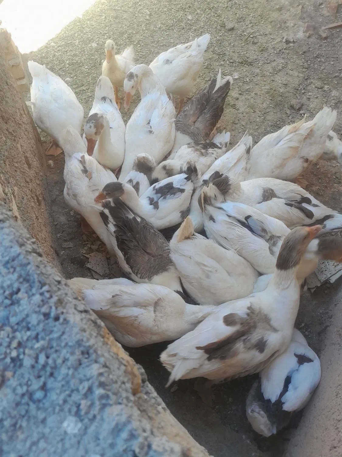 غاز|حیوانات مزرعه|برخوار, |دیوار