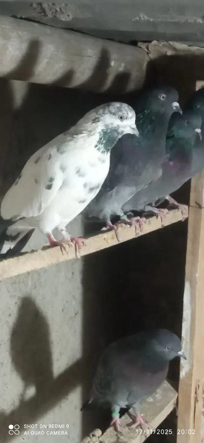 سه جفت کفتر کبوتر پرشی مایه|پرنده|هشتگرد, هشتگرد قدیم|دیوار