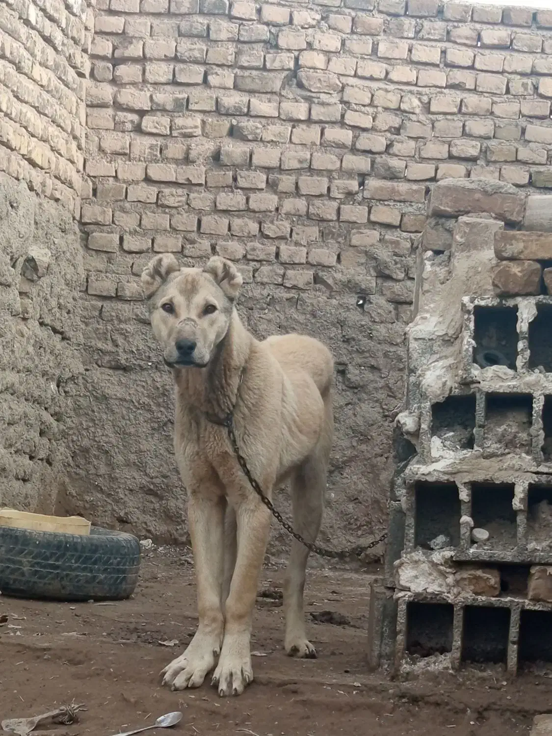 توله|سگ|فیروزه, |دیوار