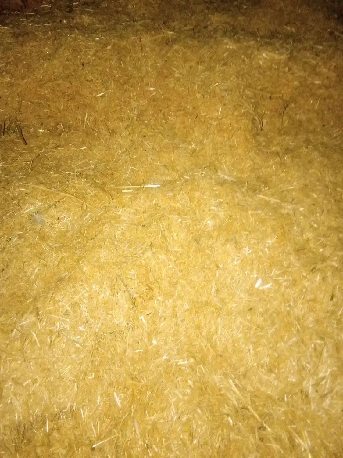 فروش فوری کاه خرمن کوب بادی|لوازم جانبی حیوانات|کنگاور, |دیوار